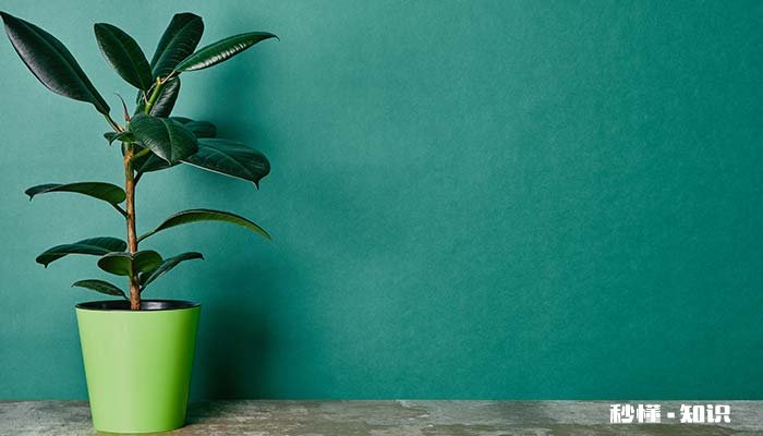 盆栽榕树的根要全部埋在土里吗 盆栽榕树的根要全部埋在土里吗