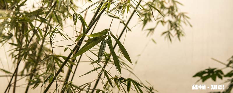 竹子在地下长几年才能出土 竹子的根在地下长几年才出土