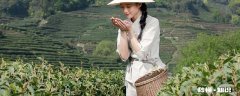 庐山雾茶的栽培条件 庐山雾茶的栽培条件和方法
