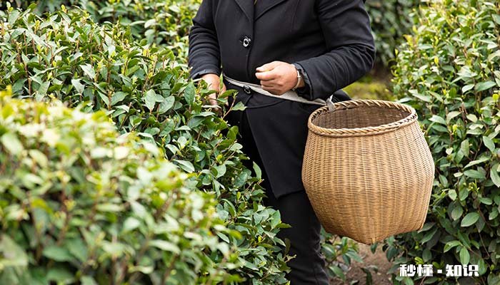 茶树根据树型的有哪些类型 茶树的类型有哪些