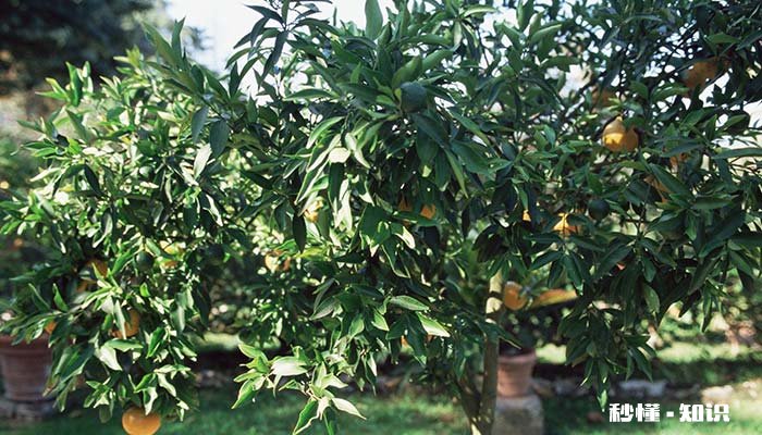 盆栽的柠檬果何时才能从树上摘下 柠檬树的柠檬什么时候能摘