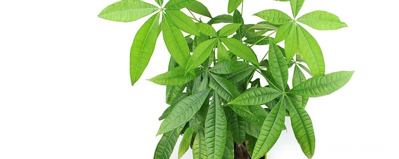 盆景下山桩上盆时用什么土养护 盆景下山桩上盆时用什么土养护好