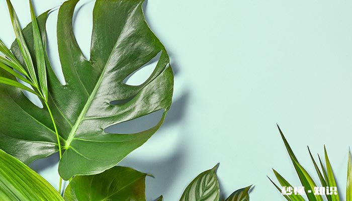 盆景下山桩上盆时用什么土养护 盆景下山桩上盆时用什么土养护好