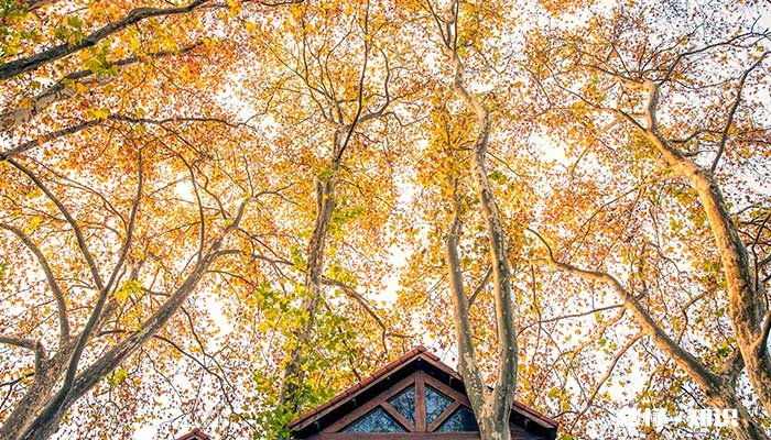 霜降属于深秋吗 霜降是初秋还是深秋