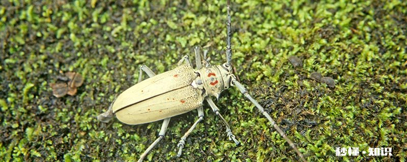 下暴雨后出现的昆虫叫什么 下雨天会飞出来的昆虫叫什么