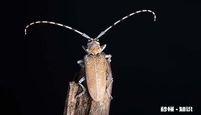 下暴雨后出现的昆虫叫什么 下雨天会飞出来的昆虫叫什么