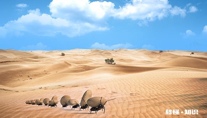 蚂蚁怎样觅食 蚂蚁是怎样觅食的详细一点