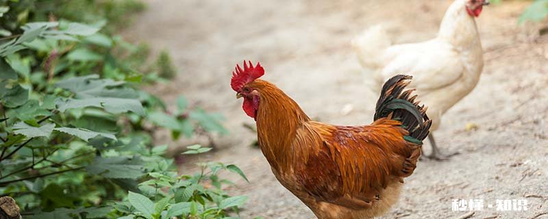 田地里怎么驱赶野鸡 田地里的野鸡用什么抓最好