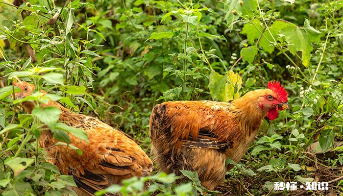 田地里怎么驱赶野鸡 田地里的野鸡用什么抓最好