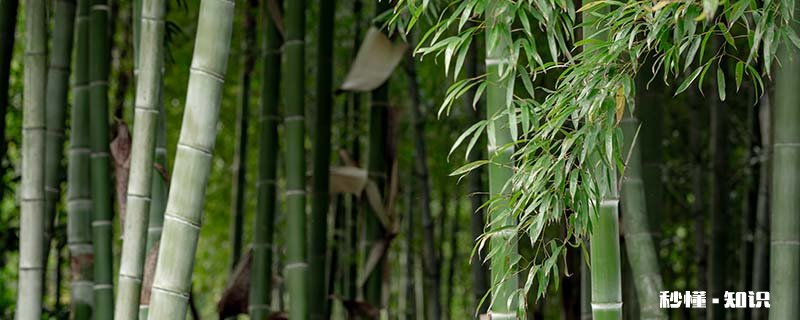 竹子的茎是什么样子的 竹子的茎是什么样子的图片