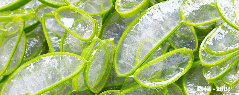 芦荟的刺有毒吗 芦荟刺扎到手里有毒吗