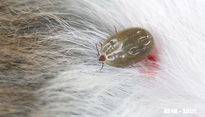 家里为什么会有蜱虫 家里为什么老是有蜱虫
