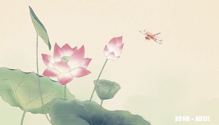 蜻蜓属于什么类动物 蜻蜓代表什么生肖动物