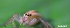 天生攀岩家是什么昆虫 昆虫记中天生攀岩家是什么昆虫