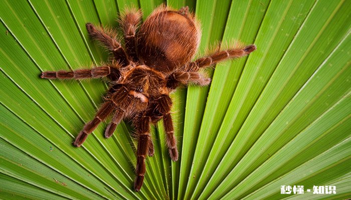 天生攀岩家是什么昆虫 昆虫记中天生攀岩家是什么昆虫