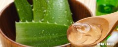 金边芦荟怎么养 金边芦荟怎么用
