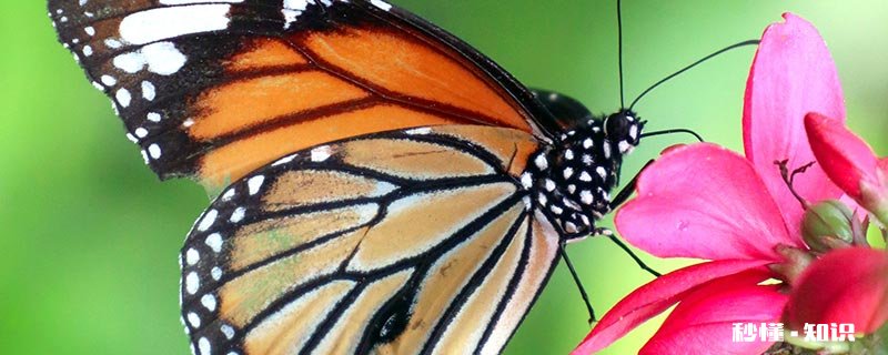 蝴蝶什么季节出来活动 蝴蝶梅什么季节开花