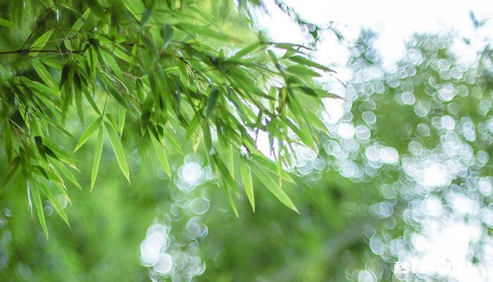 竹制品如何防霉 竹制品防霉剂哪里买