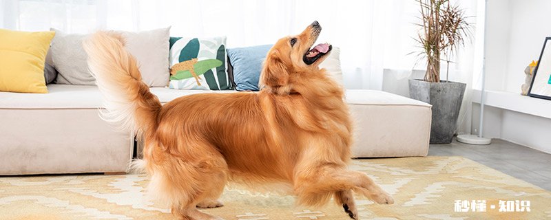 狗狗体内的虫子 狗狗身上的蜱虫