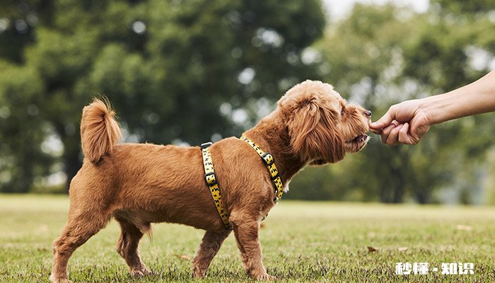 狗狗体内的虫子 狗狗身上的蜱虫