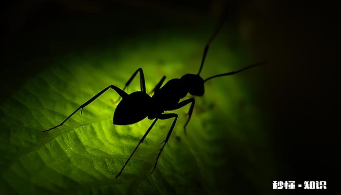 为什么蚂蚁搬家会下雨 为什么蚂蚁搬家会下雨的问题提出