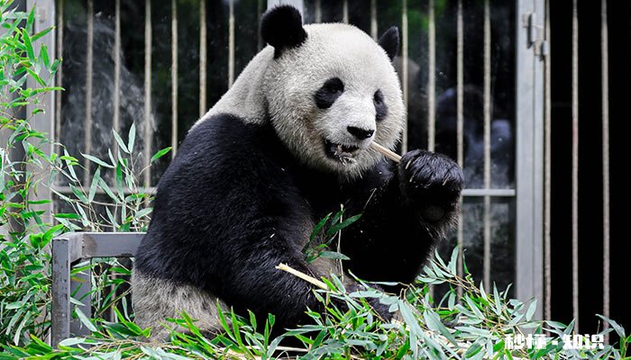 杭州野生动物园有哪些动物 杭州野生动物园动物种类