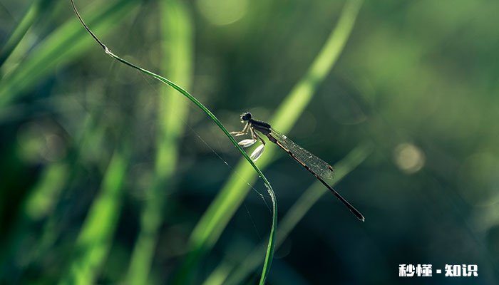 蜻蜓的耳朵长在哪里 鱼的耳朵长在哪里图片