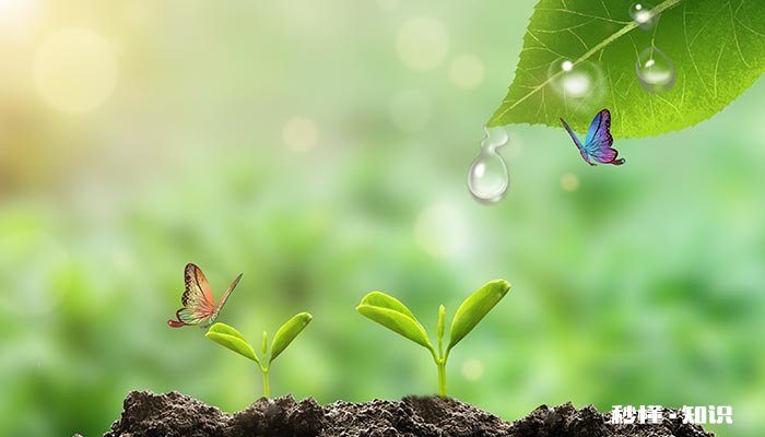 蝴蝶的三个特点 写出蝴蝶的三个特点