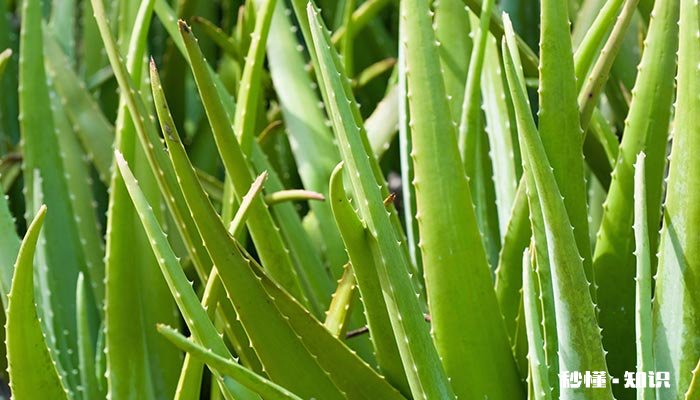 芦荟为什么不能浇水 芦荟不能多浇水吗