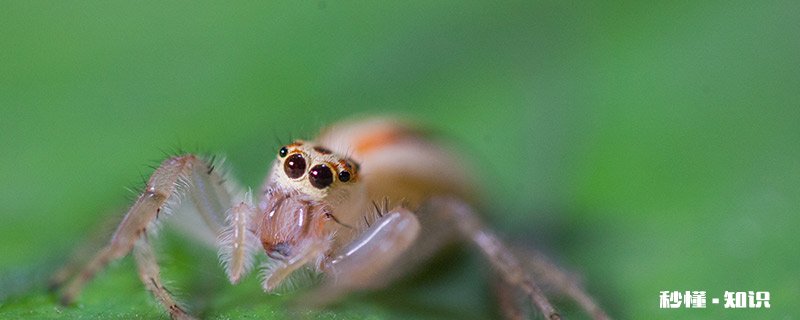 蜘蛛为什么不是昆虫 为什么蜘蛛不是昆虫