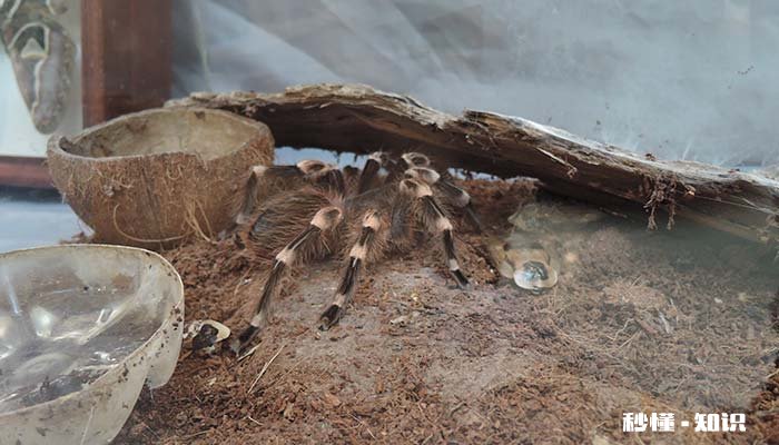 蜘蛛为什么不是昆虫 为什么蜘蛛不是昆虫