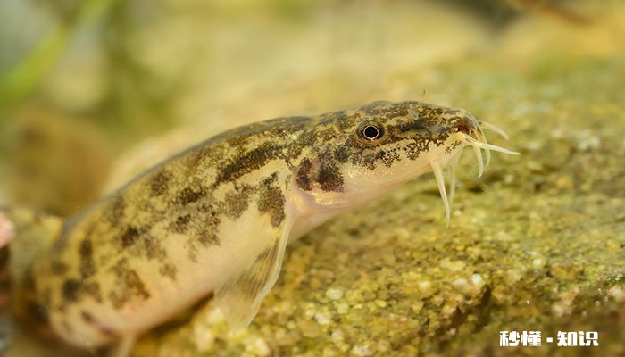 泥鳅是不是鱼类 鱼鳅和泥鳅的区别
