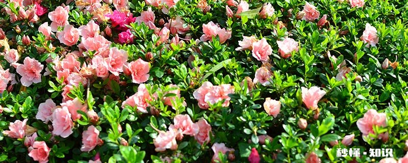 山茶花的种植方法 山茶花如何养护