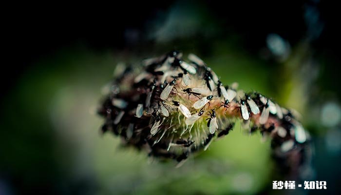 蚂蚁的由来 蚂蚁的由来200个字