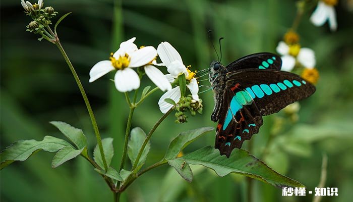 蝴蝶避暑的方法有哪些 一年级避暑方法有哪些