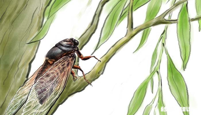 鞘翅目昆虫有哪些 鞘翅目昆虫有哪些寄生