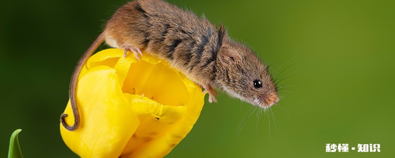 一字不差猜一动物 一字不差猜一生肖