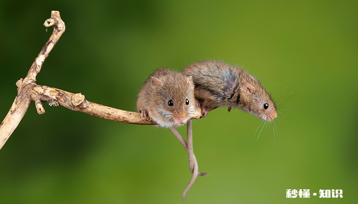 一字不差猜一动物 一字不差猜一生肖