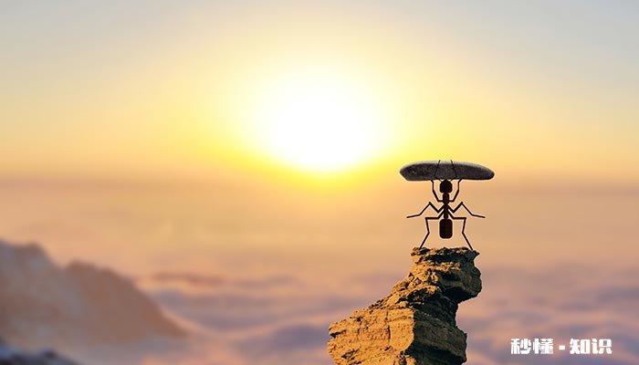 蚂蚁是否有辨别方向的能力 蚂蚁是否有辨别方向的能力用实验证明