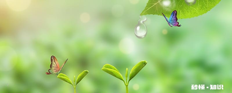 蝴蝶的卵产在什么地方 蝴蝶的卵下在什么地方