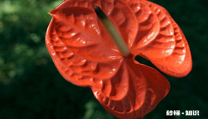 红掌什么季节换土 红掌什么季节种植