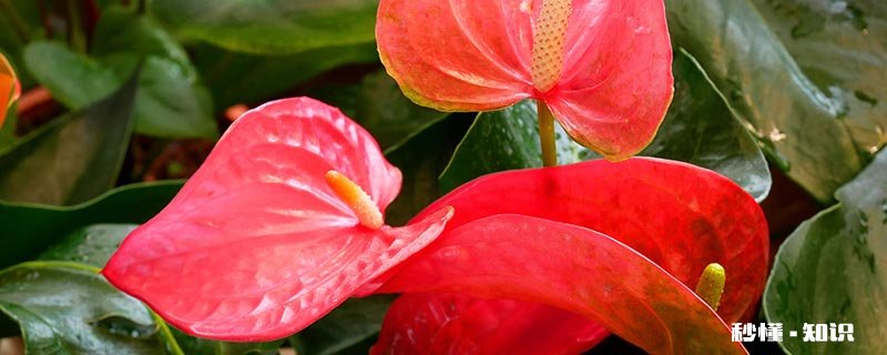 红掌什么季节换土 红掌什么季节种植