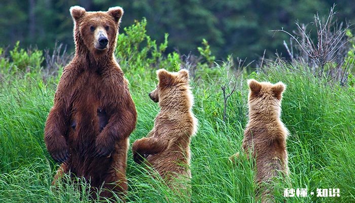 非同寻常的动物 非同寻常的动物打一生肖