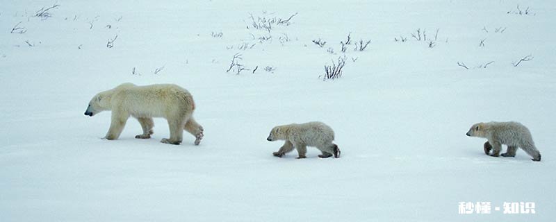 非同寻常的动物 非同寻常的动物打一生肖