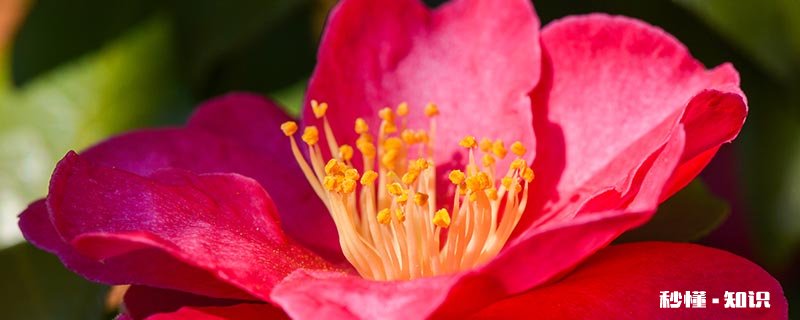 山茶花有哪些颜色 山茶花的品种颜色有哪些