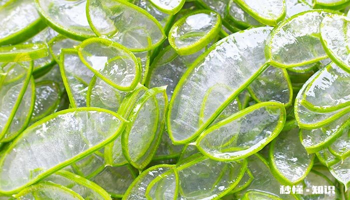 芦荟开花时怎样养护 芦荟开花期怎样养护