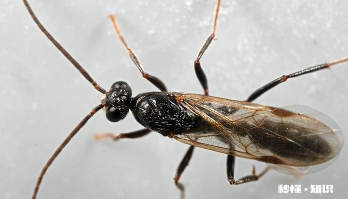 飞蚂蚁咬人有毒吗 红色蚂蚁咬人有毒吗