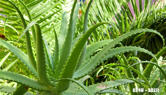 芦荟胶吸光吗 芦荟胶吸光会吸收灯光吗