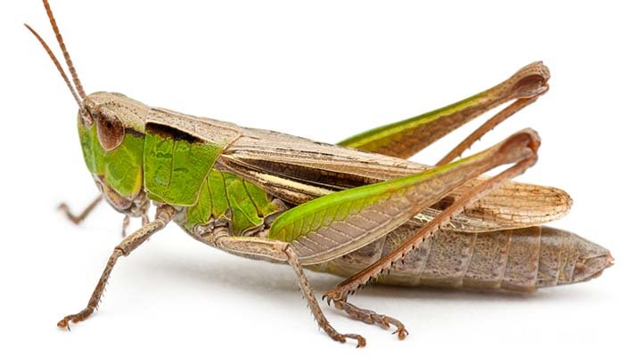 昆虫记蟋蟀的特点 昆虫记蟋蟀的特点和生活特征摘抄