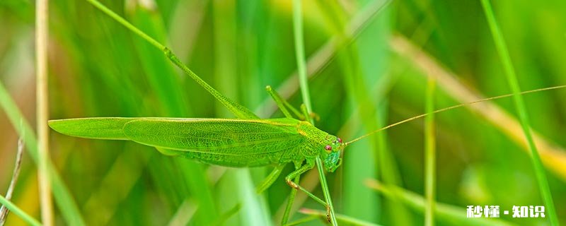 昆虫记蟋蟀的特点 昆虫记蟋蟀的特点和生活特征摘抄